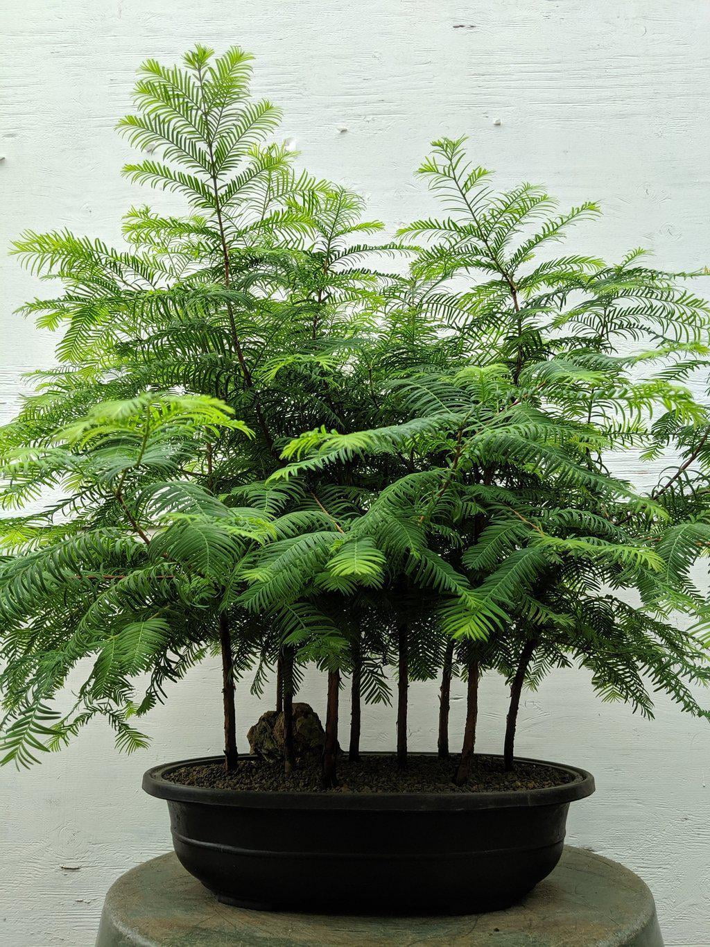 Redwood Forest Specimen Bonsai Tree Walmart Com