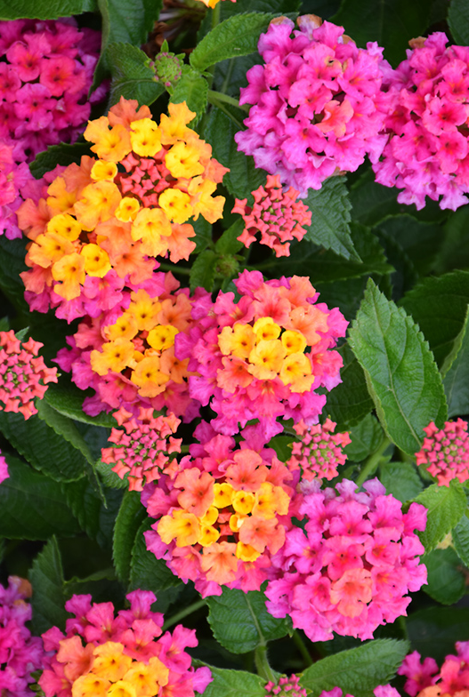 Rose Lantana Plant Live for Planting Outdoors, 5 to 7 Inch Tall, Fragrant Lantana Live Plants for Planting Outdoors, Butterfly Lantana Perennial Flowers Lantana Trees, No Pot