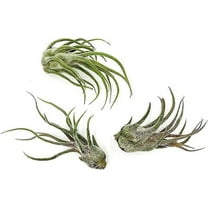 ragnaroc Air Plants - Tillandsia Pruinosa, Large 3-5" - 3ct - Live Arrival Guaranteed - House Plants for Home Decor & Gift