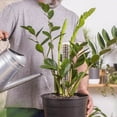 thumbnail image 5 of VALSEEL Plants Plastic Noss Pole for Plants Nonstera, Plant Poles for Climbing Plants, Plant Support for Indoor Plants Work With Sphagnum Noss, 5 of 5