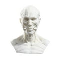 thumbnail image 1 of Human Model Crafts Muscle For Teaching, Drawing, Display Collection , White, 1 of 8