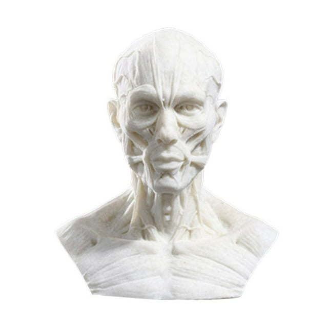 Human Model Crafts Muscle For Teaching, Drawing, Display Collection , White