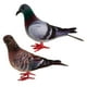 thumbnail image 1 of 2pcs Falsas Plumas Artificial Adorno De Pájaros Decorativas De Jardín Estatuas De Decor, 1 of 8