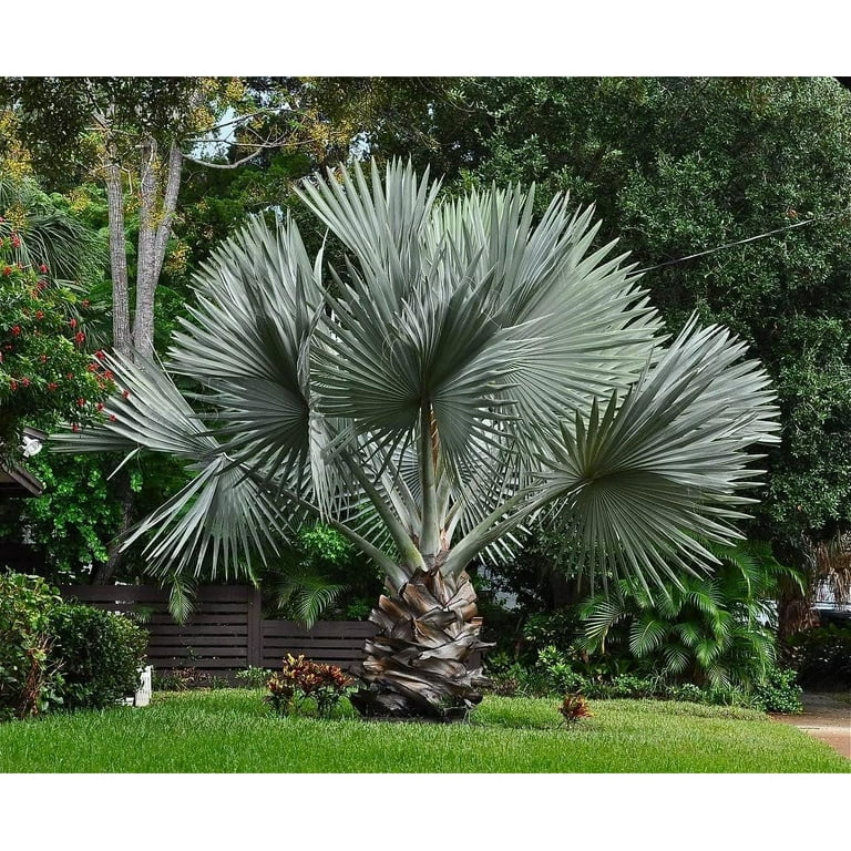 Silver Bismarck Palm - 5 Live Plants in 1 Gallon Growers Pots