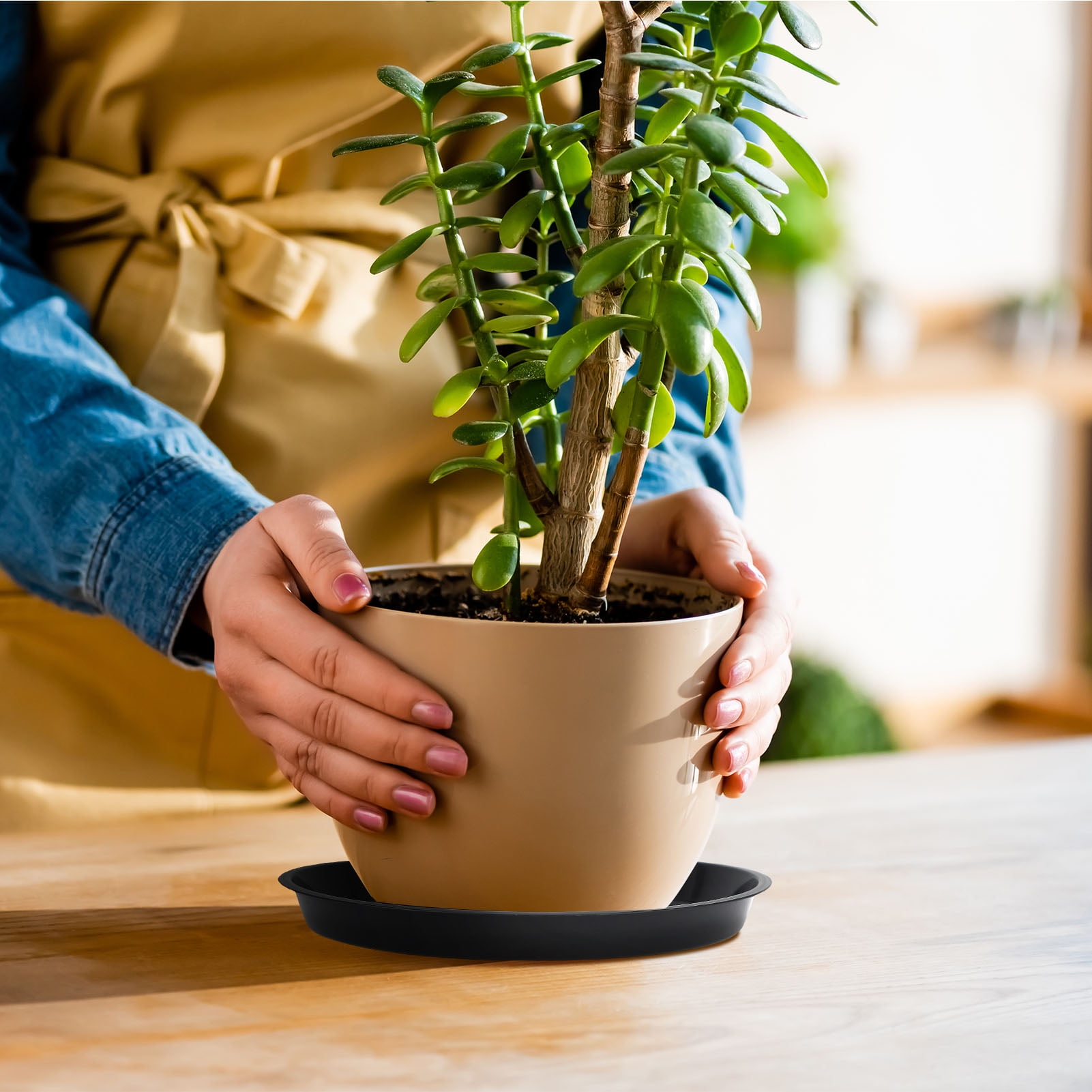 house plant umbrella plant Umbrella Tree | Schefflera Gold Capella