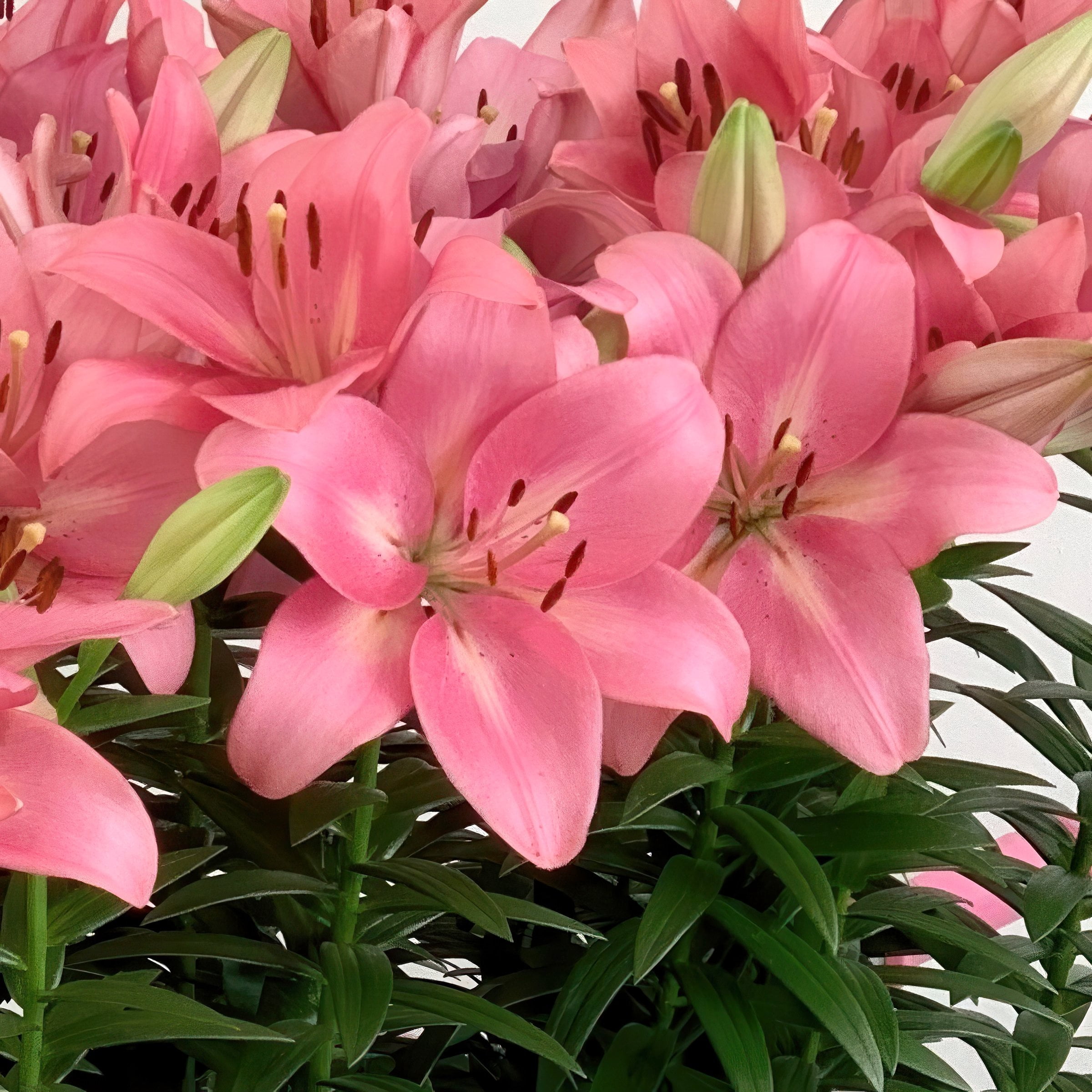 National Plant Network Lily LA Mixed Bulbs (10-Pack)