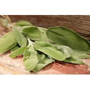 Proven Winners 4-Pack, 4.25 in. Eco+Grande, Garden Sage, Live Plant, Herb