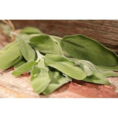 Proven Winners 4-Pack, 4.25 in. Eco+Grande, Garden Sage, Live Plant, Herb