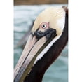 thumbnail image 3 of ODell, Debbie 17x24 Black Modern Framed Museum Art Print Titled - Bayside Pelican, 3 of 5