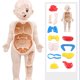 thumbnail image 3 of Vogacara Modelo de cuerpo humano para niños, Torso educativo de estómago, juguete de aprendizaje temprano, accesorio de enseñanza, juguete de Juguetes Educativos, 3 of 6