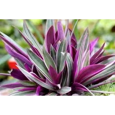 Spathecea Tricolor Plants in 3.5 Inch Pots--do not order in extreme temps, hot or cold. This is not cold hardy, at all ( 5 count )