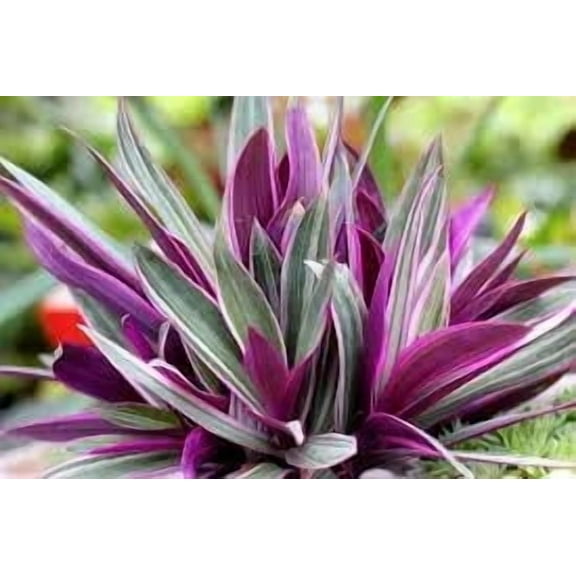 Spathecea Tricolor Plants in 3.5 Inch Pots--do not order in extreme temps, hot or cold. This is not cold hardy, at all ( 5 count )