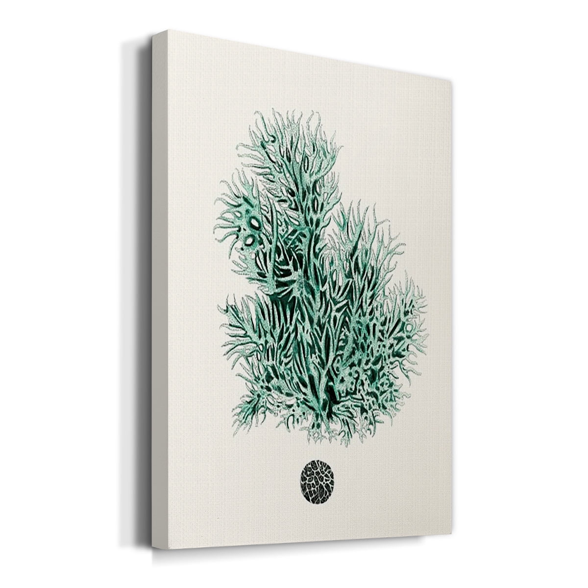 Antique Coastal Coral V Premium Gallery Wrapped Canvas - Ready to Hang