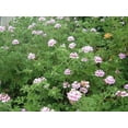 thumbnail image 2 of Citronella Geranium, 2 of 6