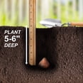 thumbnail image 6 of Garden State Bulb Darwin Hybrid Candy Apple Delight Tulip Flower Bulbs, 12/+ cm (Bag of 25), 6 of 8