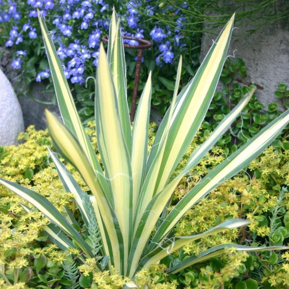 Color Guard Adam's Needle, Yucca - Yucca filamentosa 'Color Guard'