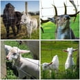 thumbnail image 6 of YESON 5ftx164ft Heavy Zinc Coating Cattle Fence, Galvanized Field Wire Fencing Deer Fence, Goat Fence, Hog Wire Fencing for Yard Livestock & Animal Protection, 6 of 6