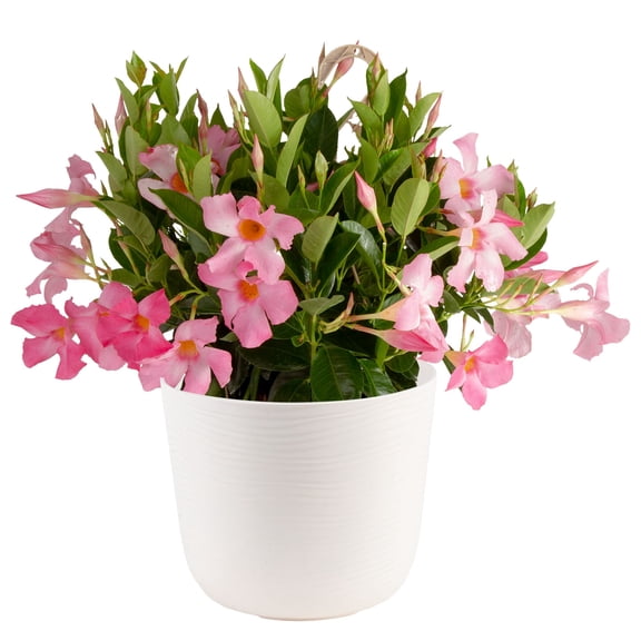 Island Bloom Mandevilla Pink Bush Plant in 3QT upgraded Pot, Vibrant Summer Blooms, Live Outdoor Plant