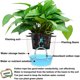 thumbnail image 3 of corde D'arrosage Automatique En Coton 16m Pour L'arrosage Automatique Des Plantes, Corde D'arrosage Automatique Des Semis De Violettes, 3 of 3