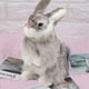 thumbnail image 5 of Conejo de simulación, conejo de peluche realista, modelo de conejo realista, juguete de peluche, funcionalidad inteligente, 5 of 8