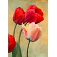 thumbnail image 2 of Villa, Luca 11x14 Gold Ornate Wood Framed with Double Matting Museum Art Print Titled - Ruby Tulips, 2 of 4