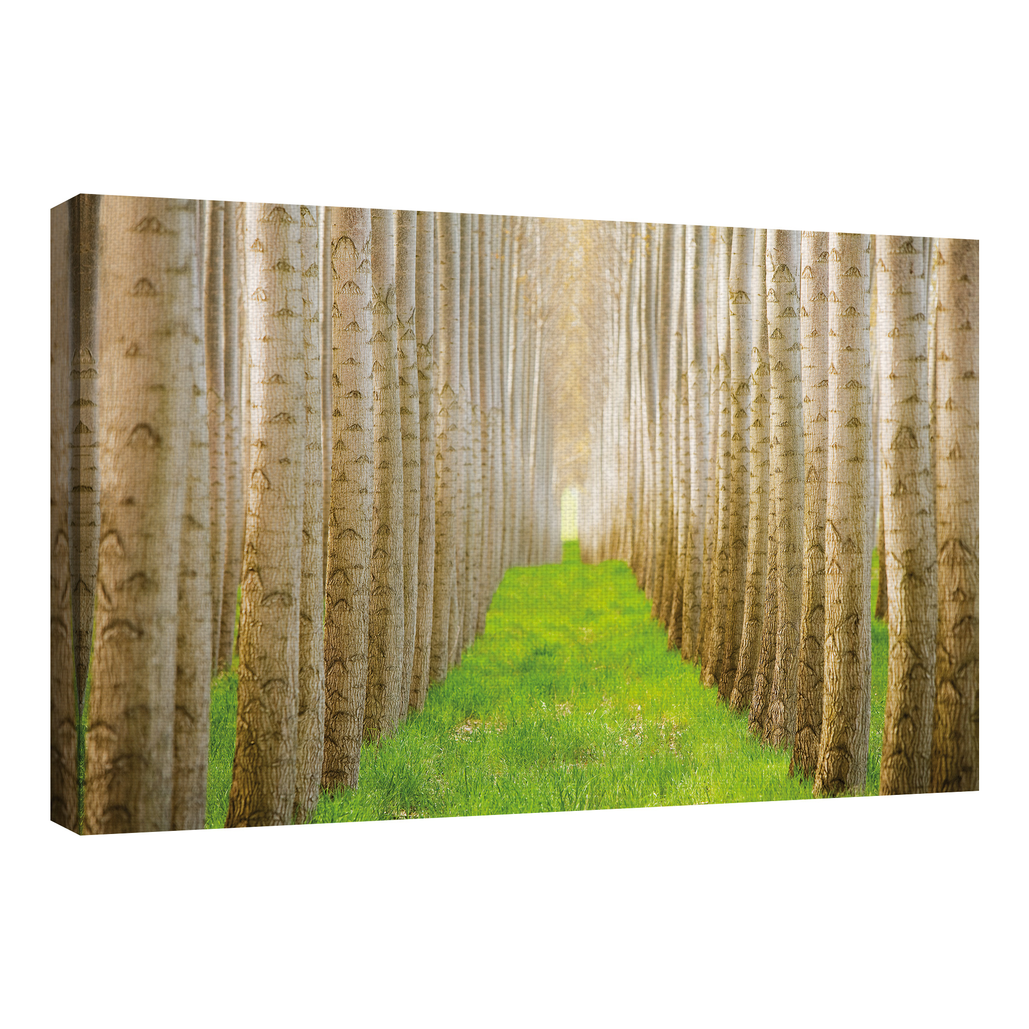 Masterpiece Art Gallery Poplar Grove Forest 1 by Acer Images Canvas Photo Art Print 24" x 36"