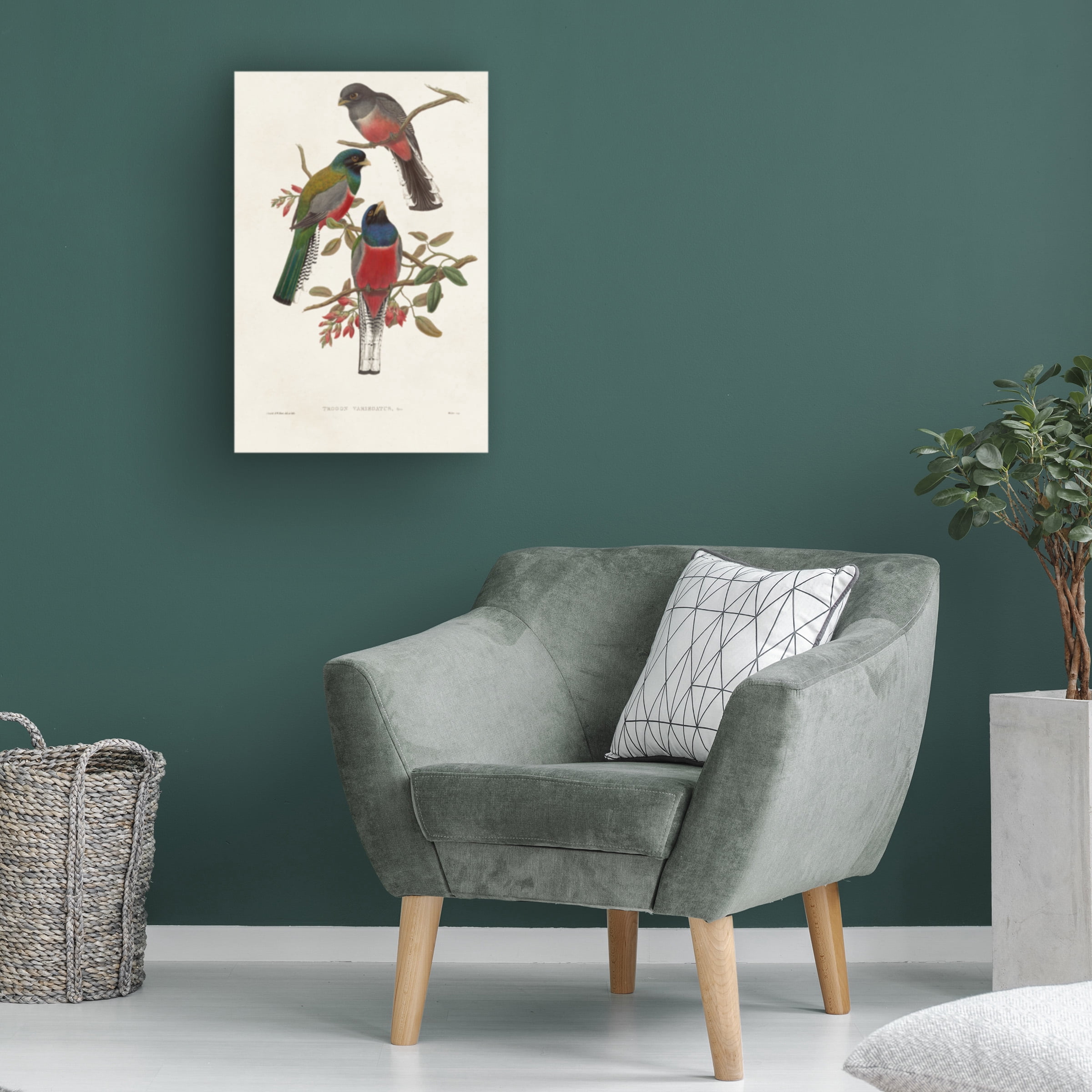 John Gould 'Elegant Trogons IX' Canvas Art