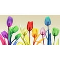 thumbnail image 3 of Koetsier, Albert 18x11 Black Modern Framed Museum Art Print Titled - Floral Rainbow Splurge, 3 of 5
