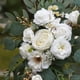 thumbnail image 5 of Injueey 2 piezas elegante botín de flores de imitación para interior o exterior bajo mantenimiento durabilidad duradera Kits de decoración para fiestas, 5 of 6