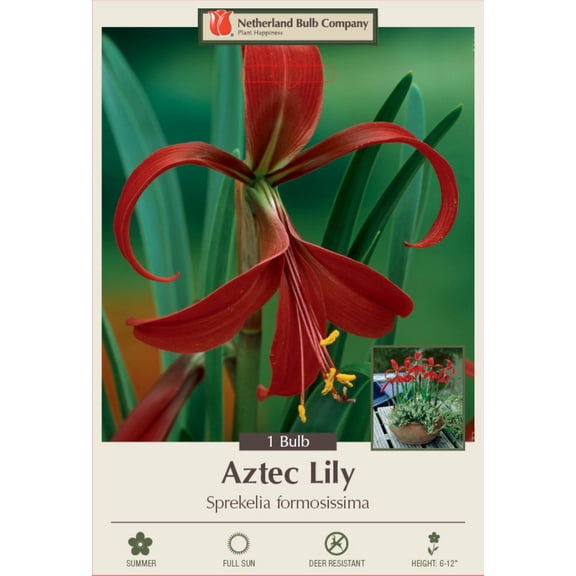Rare Scarlet Aztec Lily - 1 Bulb 16/18cm - Sprekelia formossissima