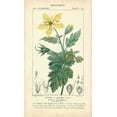 thumbnail image 2 of Turpin 12x18 Black Ornate Wood Framed with Double Matting Museum Art Print Titled - Botanique Study in Yellow IV, 2 of 4