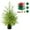 C(Including Christmas ball set), variant on 2FT Pre-Lit Artificial Norfolk Pine Christmas Tree with LED String Lights,Tabletop Christmas Tree with Multicolored Hanging Christmas Balls Ornaments,for Home,Office,Holiday Xmas Decor
