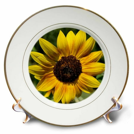 - 3dRose Colors of the Sun- Yellow Sunflowers- Floral Photography- Flowers, Porcelain Plate, 8-inch