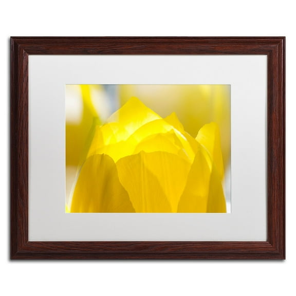 Trademark Fine Art KS0156-W1620MF "Yellow Tulip" by Kurt Shaffer 16" x 20" Framed Art White Matted
