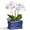 BlueLeaf, variant on 10 Inch White Leaf Ceramic Orchid Pot with Holes, Rectangular Slotted Planter with Saucer, Elegant Floral Cutouts Window Box for Better Root Health, Decorative Indoor Flower Pot for over 2 Orchids