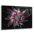 thumbnail image 2 of Epic Art 'Salmon Waratah II' by Elise Catterall, Acrylic Glass Wall Art, 36"x24", 2 of 8