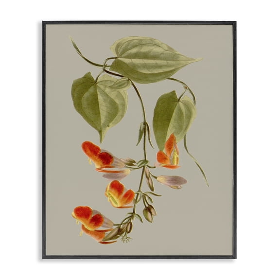 Stupell Industries French Country Vine with Red Blossoms Black Framed Giclee Art, 11 x 14, by Vision Studio