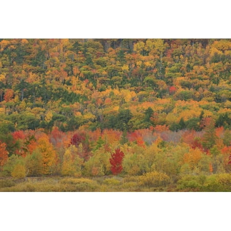 USA, Maine, Acadia NP, Fall Foliage at Acadia NP Print Wall Art By Joanne