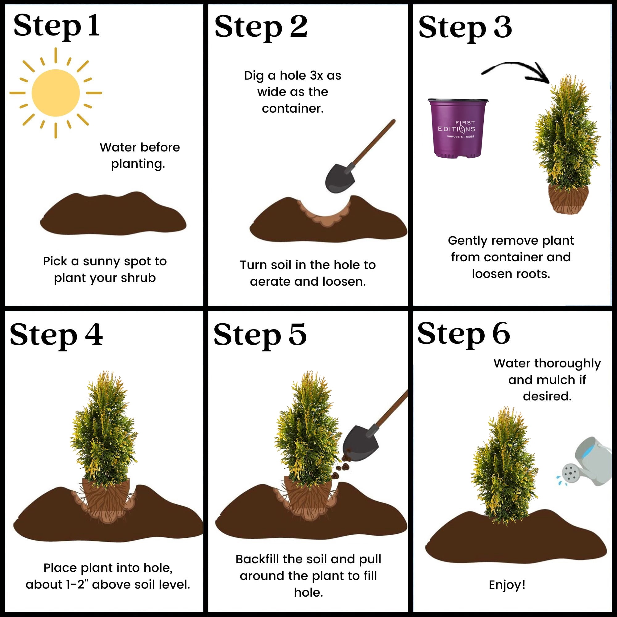 First Editions Arborvitae Lemon Burst Live Shrub in 2-Gallon Grower Pot