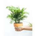 thumbnail image 6 of Neanthe Bella Palm - 4 inch + Minimalist Pot, 6 of 10