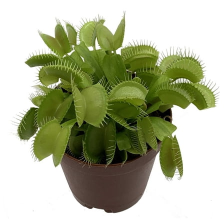 Venus Fly Trap Plant - CARNIVOROUS - Dionaea - 2" Pot