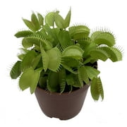 Venus Fly Trap Plant - CARNIVOROUS - Dionaea - 2" Pot