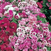 500 DOUBLE DEUCES GODETIA Grandiflora Clarkia Amoena Mixed Colors & Bicolor Flower Seeds