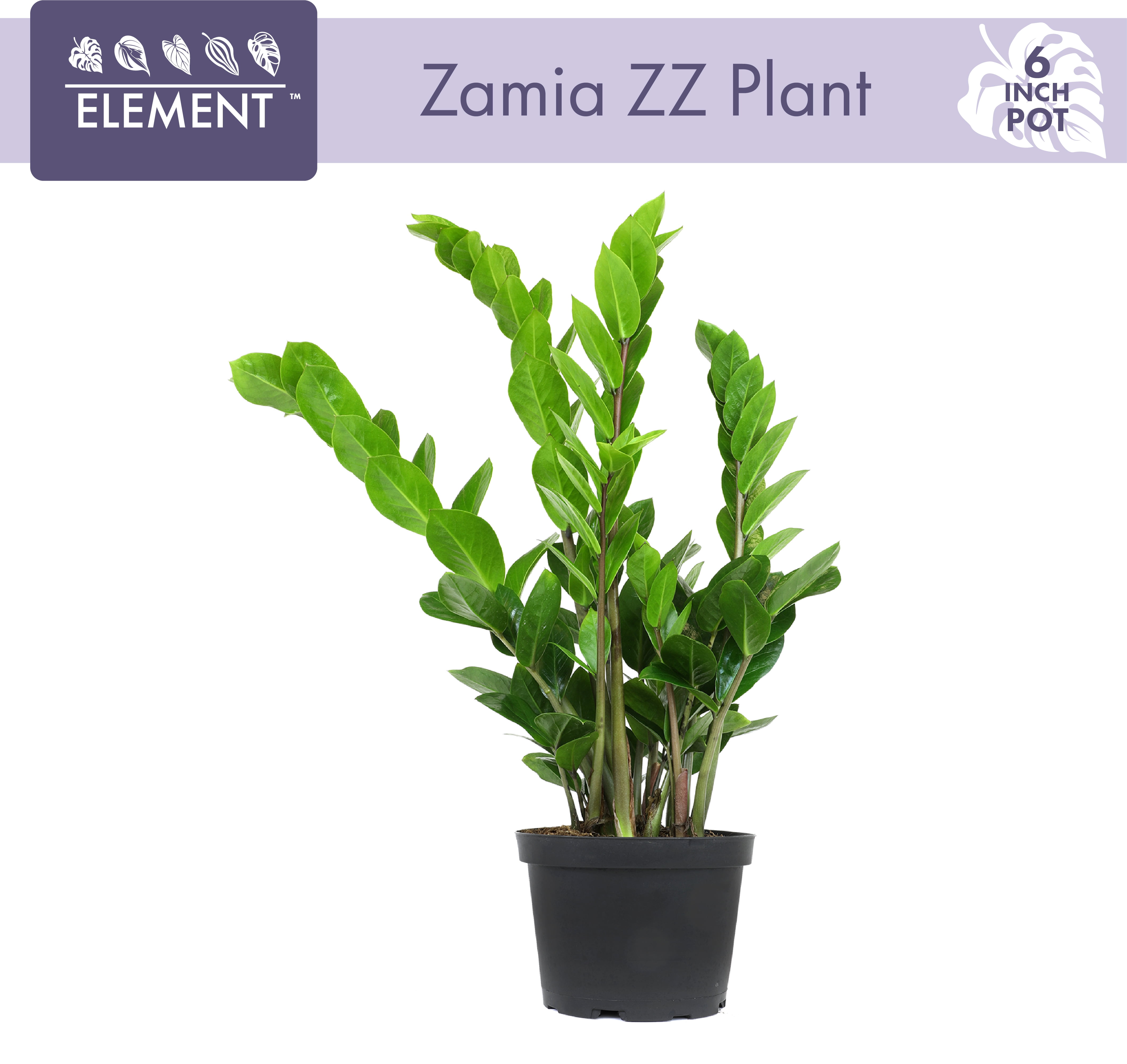 ELEMENT by Altman Plants 6in ZZ Live Plant in Grower Pot