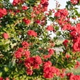 thumbnail image 4 of First Editions Crape Myrtle Ruffled Red Magic Live Shrub in 2-Gallon Grower Pot, 4 of 12