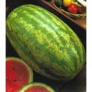 Watermelon Striped Klondike Blue Ribbon Great Heirloom Garden Vegetable 25 Seeds