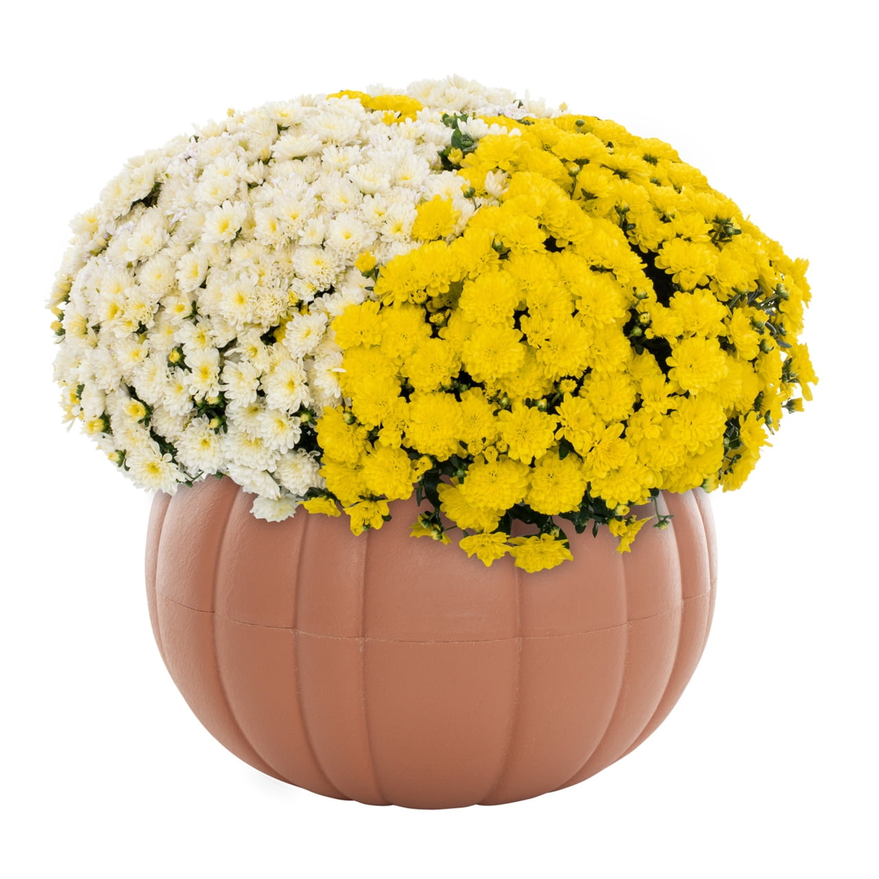 (2 pack) Better Homes & Gardens 3QT White Yellow Garden Chrysanthemum Plant Green Pumpkin Pot Sun