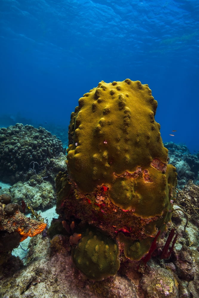 Coral reef in St Croix US Virgin Islands Poster Print by Jennifer IdolStocktrek Images