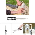 thumbnail image 1 of Hand Shears for Sheep Goat Horse Rabbit Pet Cut Hair Wool AlL purpose lengthen Scissorstype 3, 1 of 7