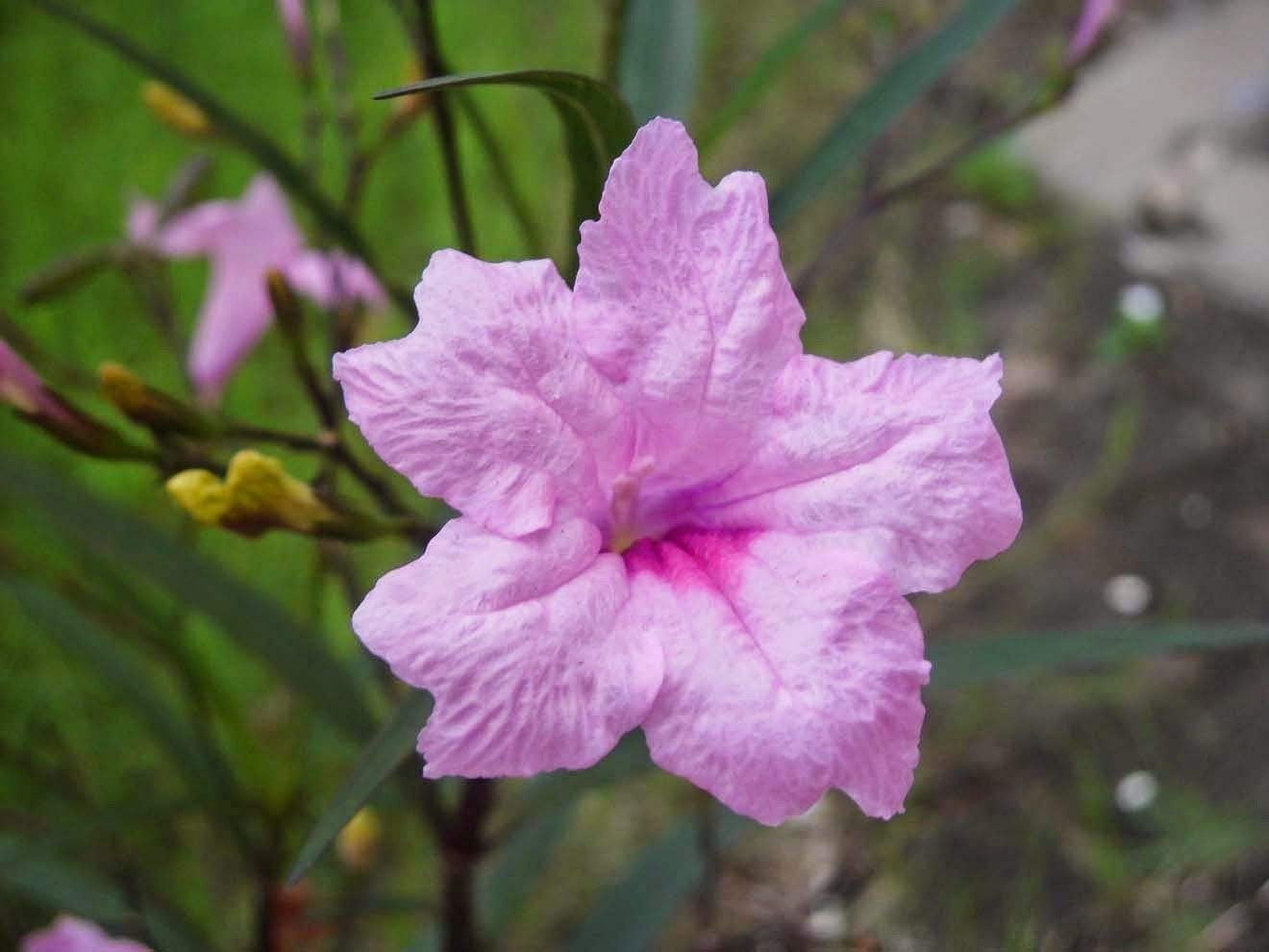 Pink Mexican Petunia  3 Live Plants  Ruellia Brittoniana  Drought Tolerant Low Maintenance Blooming Butterfly Bush